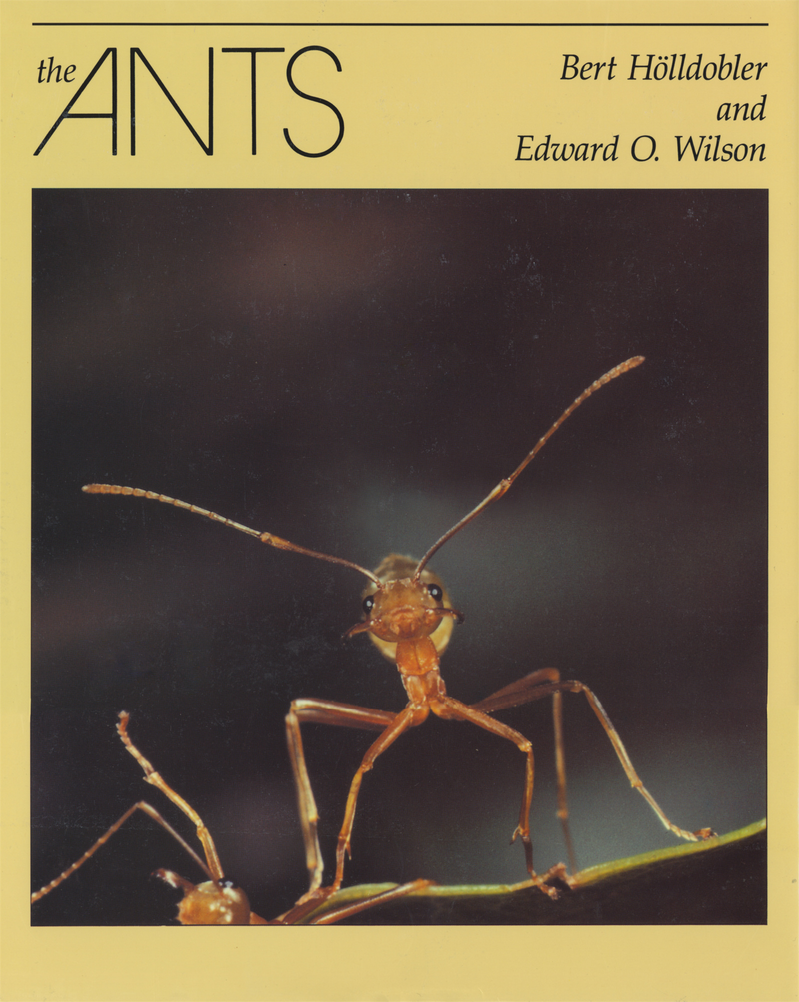 Bert Hölldobler, Edward O. Wilson: The Ants (Hardcover, 1990, Belknap Press)