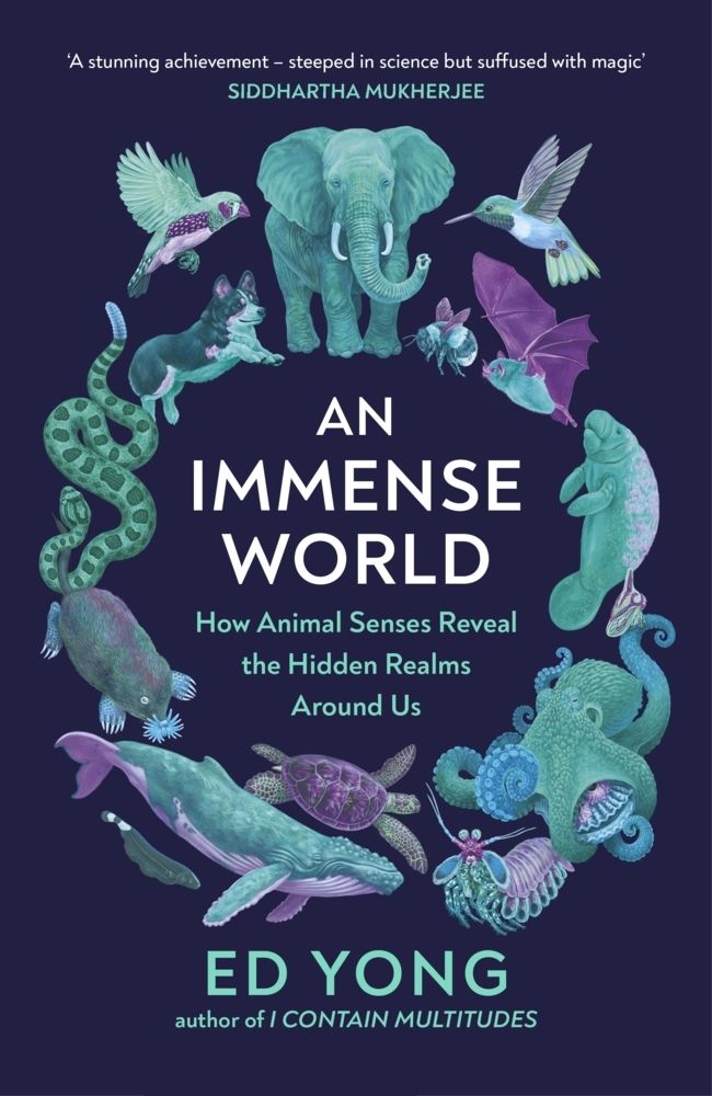 An Immense World (Paperback, 2022, The Bodley Head Ltd)
